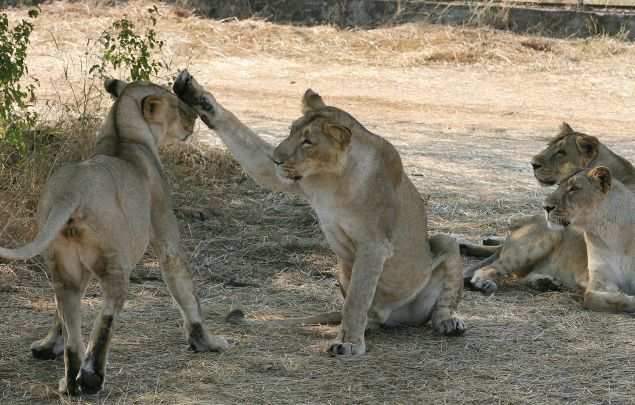 Transfer surplus Gir lions to Madhya Pradesh, Digvijaya Singh says