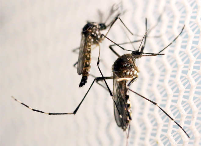 Zika threat continues, Brazil uses drones to combat virus