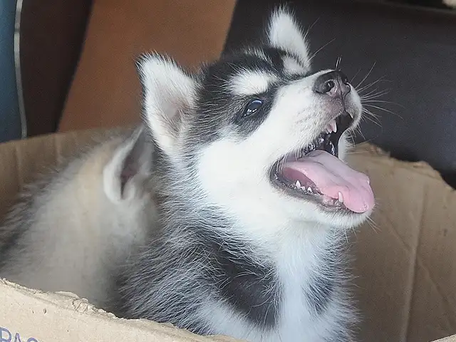 Peter Dinklage Asks 'Game of Thrones' Fans to Stop Buying Huskies
