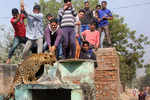 Leopard beaten to death after attacking 8 people in Gurugram