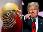 Pheasant-elect: Bird with Donald Trump's quiff attracts large crowds in China