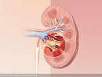 Bioartificial kidneys soon to be a reality