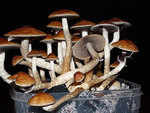 Magic-mushroom compound boosts cancer patients' mental anguish