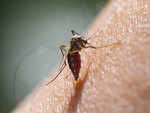 Breakthrough! World's first Chikungunya vaccine developed