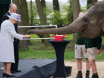 What a meet and greet! When Queen Elizabeth met baby elephant Elizabeth