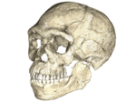 Oldest fossils of Homo sapiens found in Morocco, altering history of our species