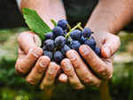 Eating grapes can significantly lower colon cancer risk, says new study