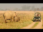 From a thrilling elephant safari to a tranquil fishing experience, plan a trip to Jim Corbett National Park this monsoon