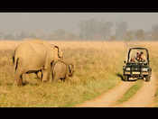 From a thrilling elephant safari to a tranquil fishing experience, plan a trip to Jim Corbett National Park this monsoon