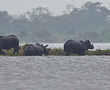 Endangered rhinos flee from Assam floods into poachers' hands