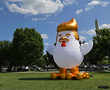 There's a big Trump chicken outside White House