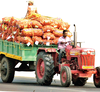 West Bengal: Overproduction of potato, rice lead to sharp drop in prices