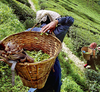 A stand-off in the hills is affecting India's favourite Darjeeling Tea