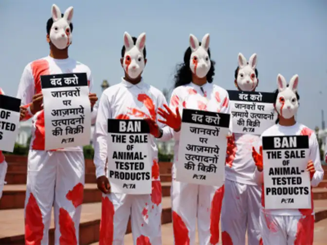peta animal rights essay peta animal rights essay
