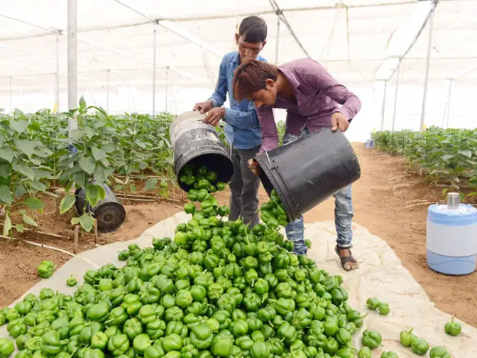 Black pepper production to dip next year by 20 The Economic Times