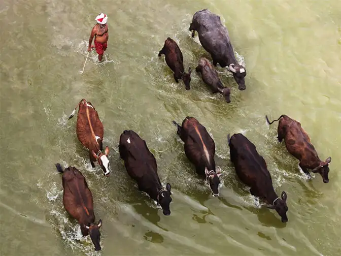 Government defends slaughter ban, says it will check smuggling