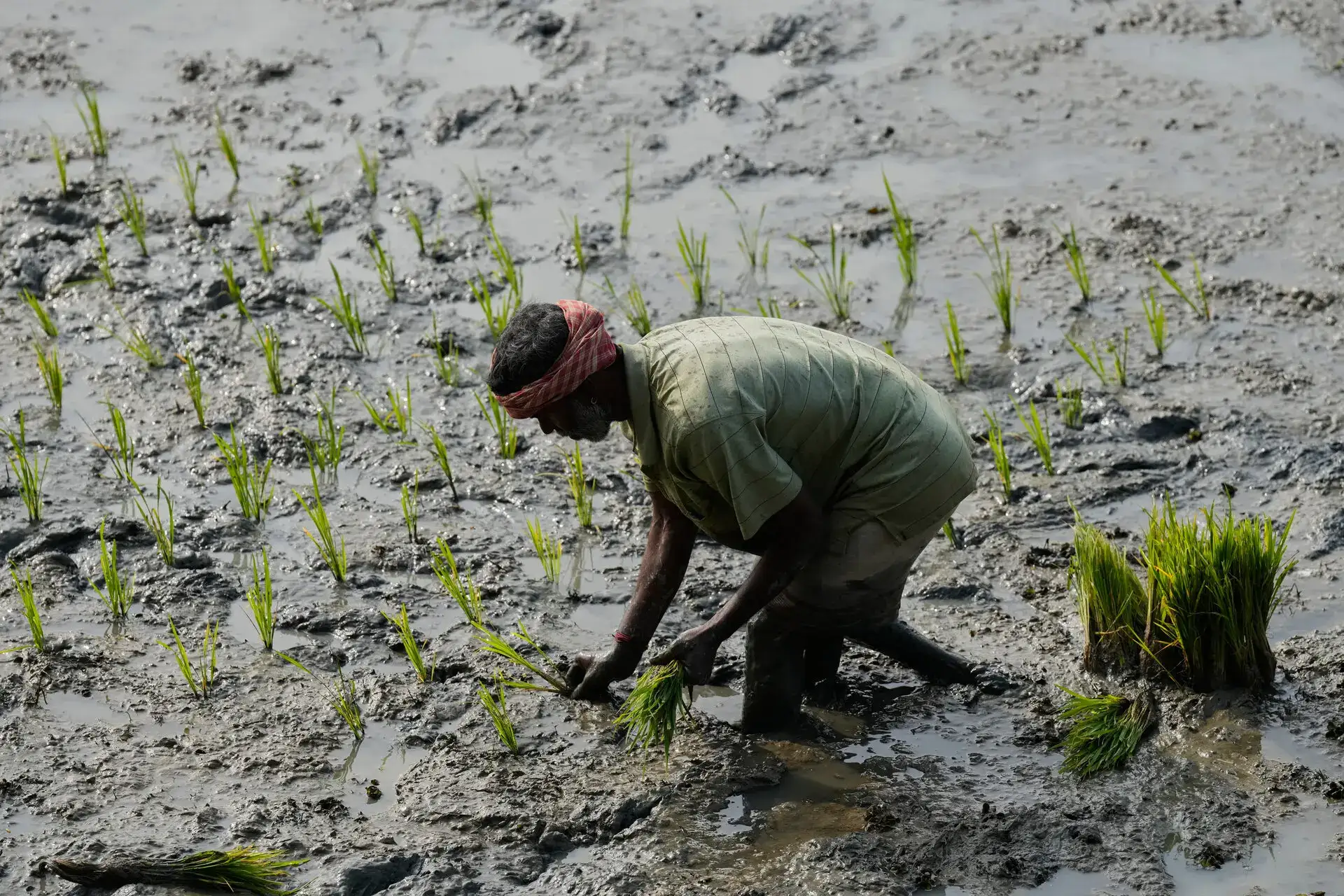 Budget 2026: A make-or-break moment awaits India’s farm policy