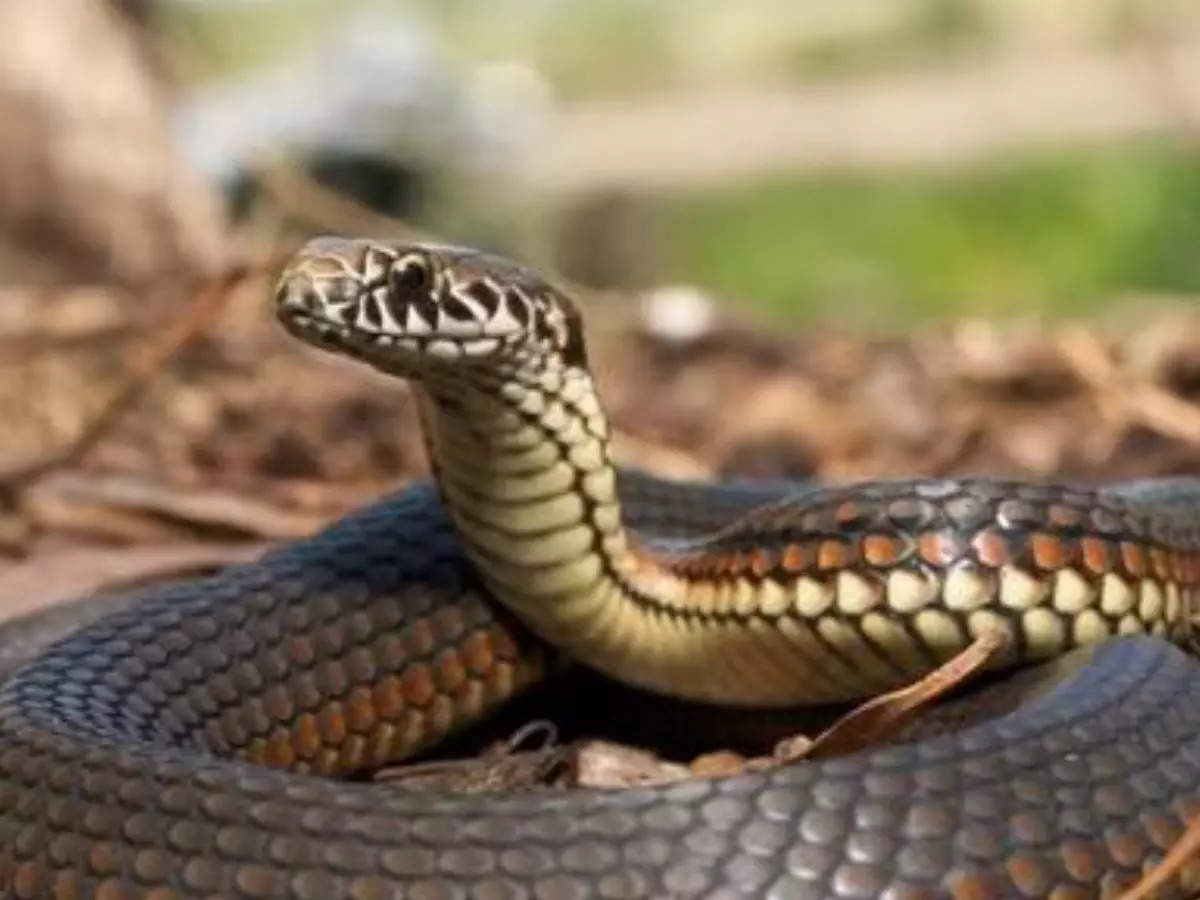 India tackles snakebite crisis: New action plan aims to halve deaths by 2030