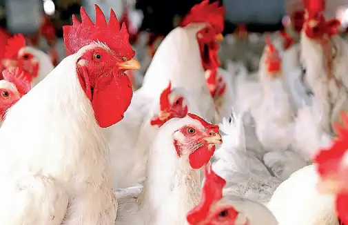 How US meddling in Venezuela helped pioneer a poultry revolution