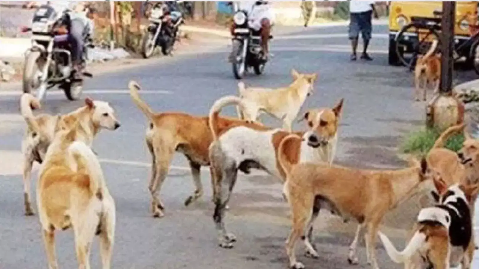 Beyond dog bites: How fear and poor governance fuel India’s stray crisis
