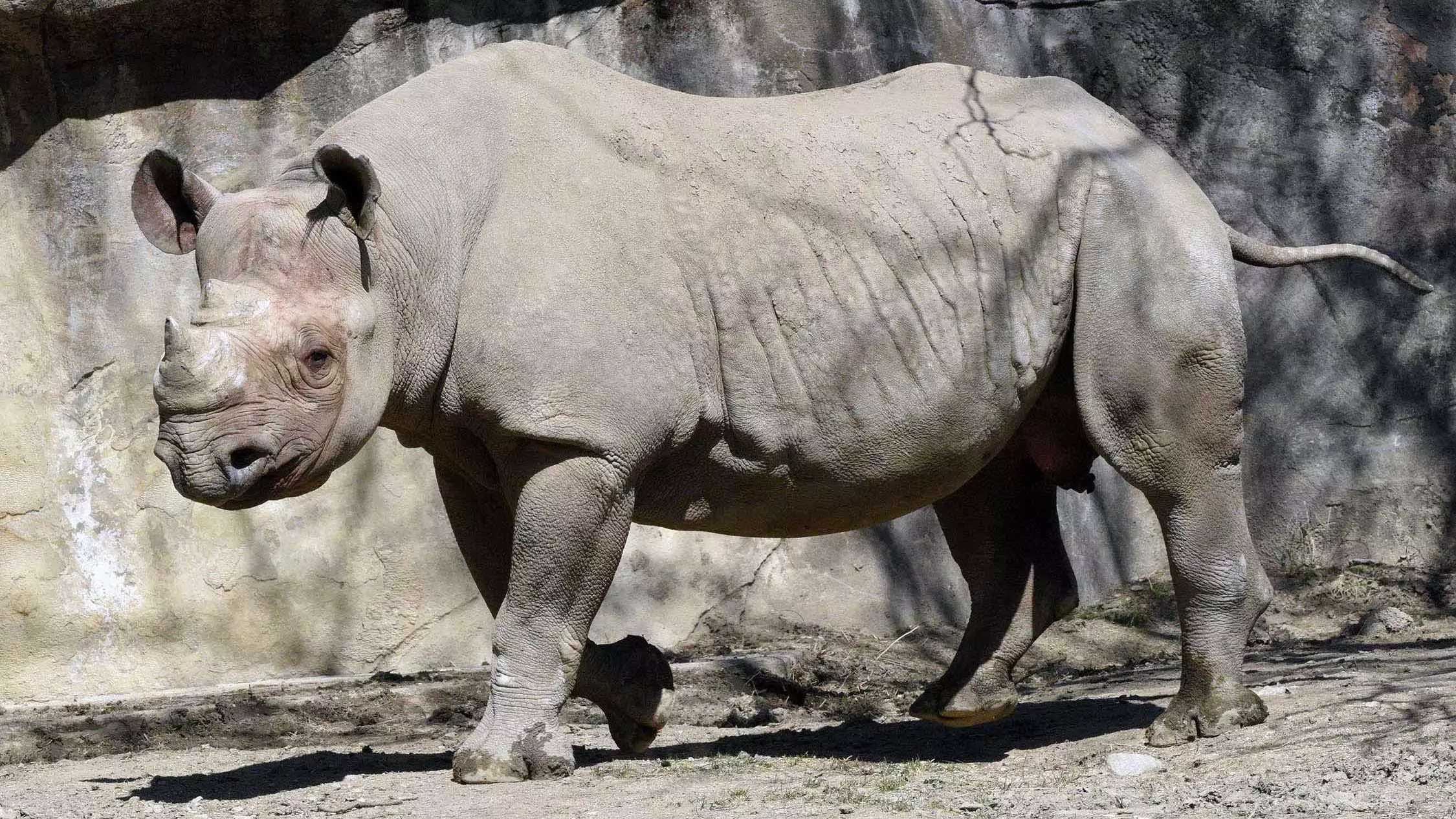 US: Oldest male black rhino in a North American zoo, Nakili, euthanised