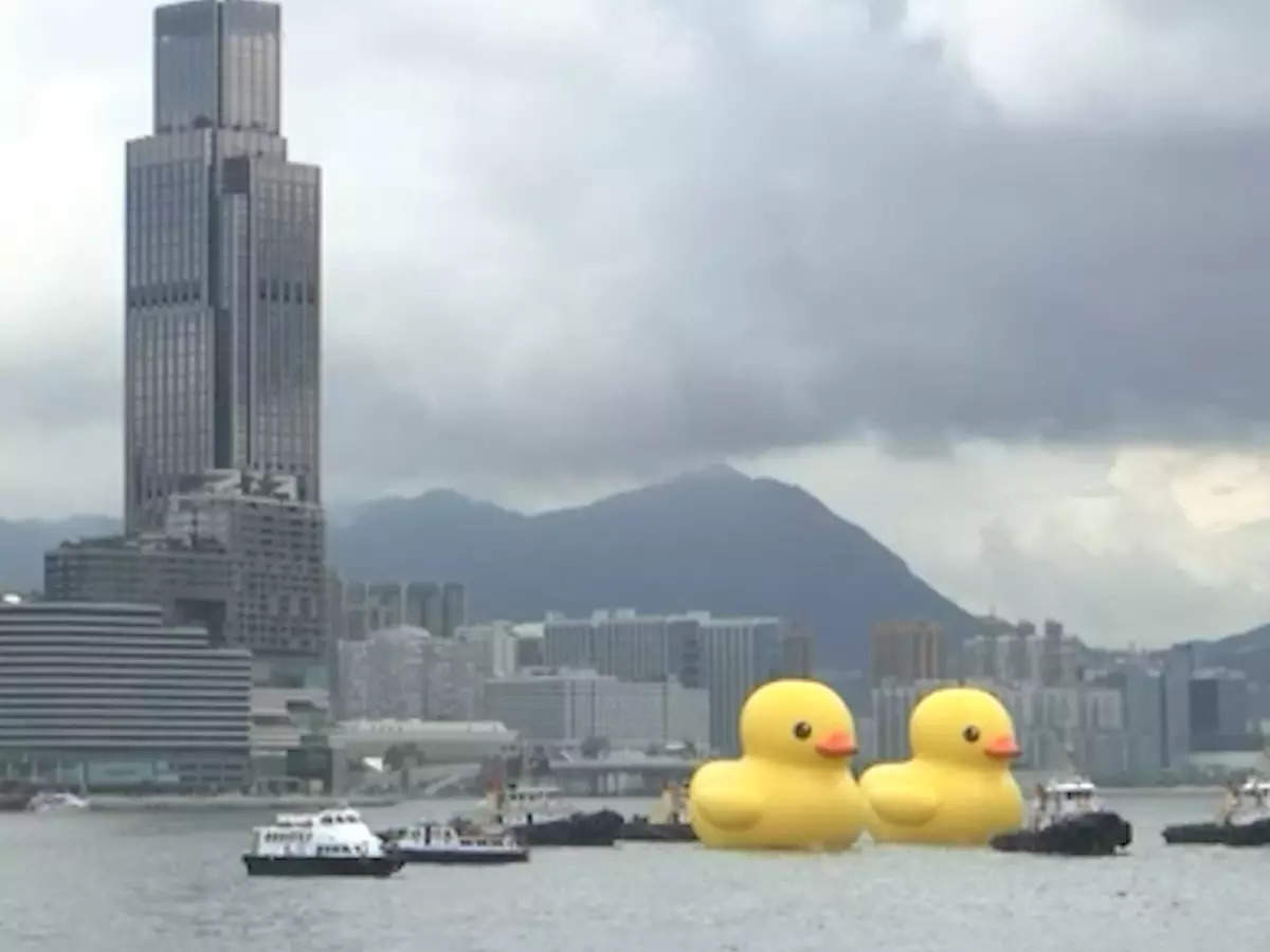 Watch: Giant inflatable ducks make a splash in Hong Kong