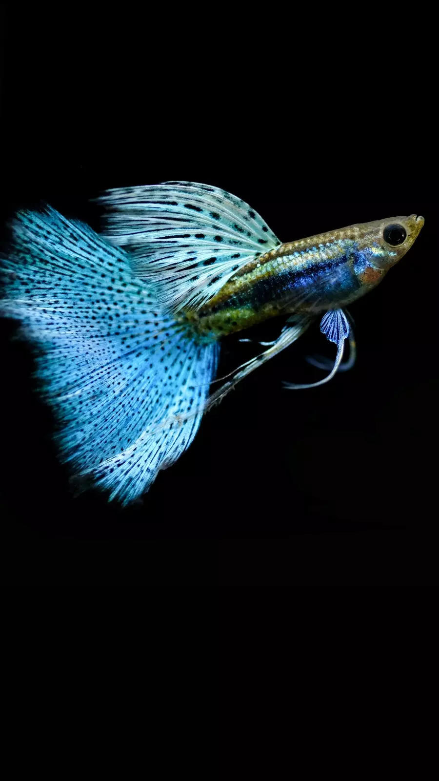 Fishes for home aquariums that are easy to maintain