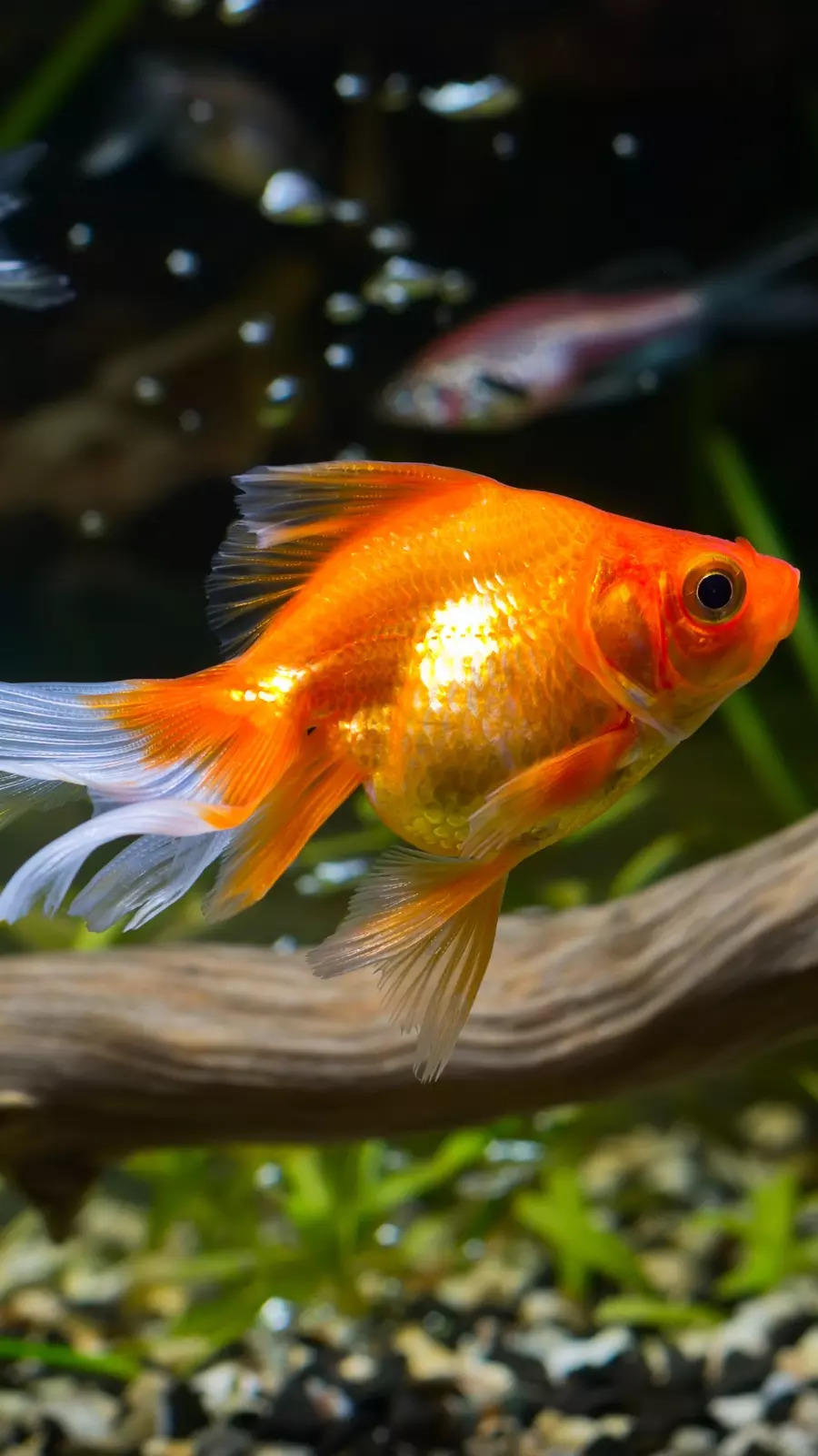 Fishes for home aquariums that are easy to maintain