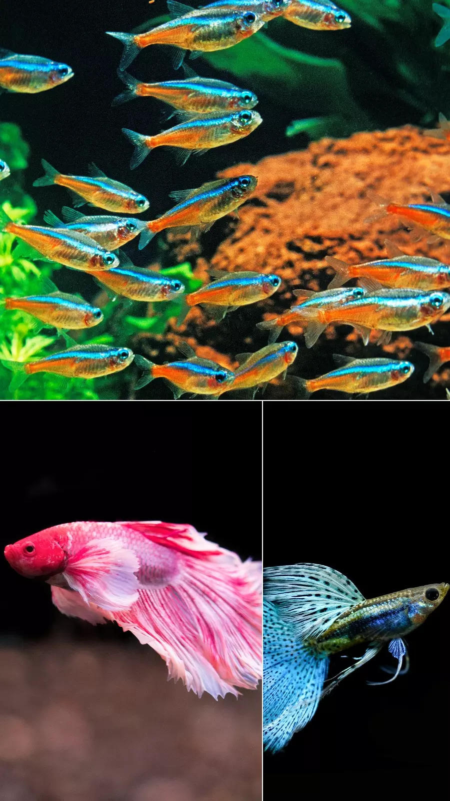 Fishes for home aquariums that are easy to maintain