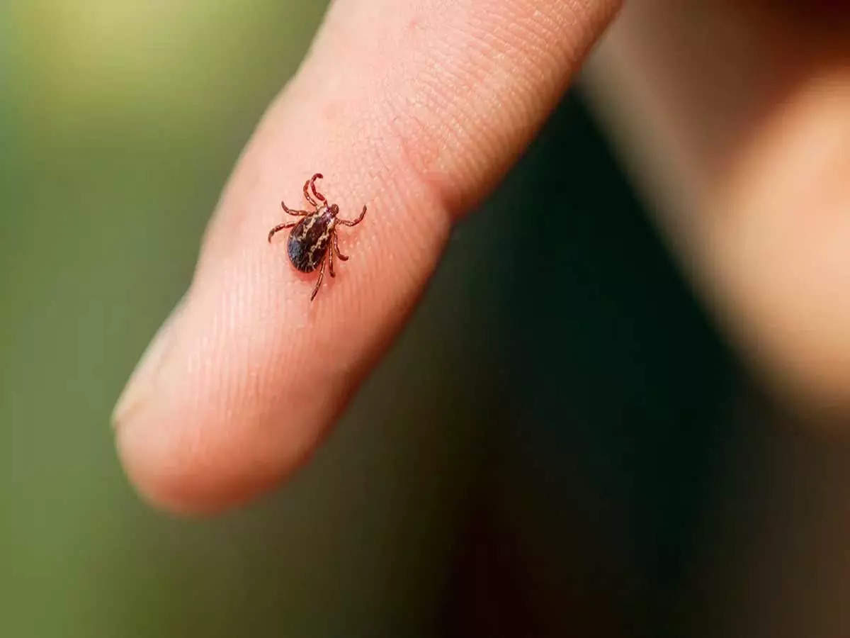 4 confirmed cases of Powassan Virus emerge in Connecticut — Nature, symptoms and impact