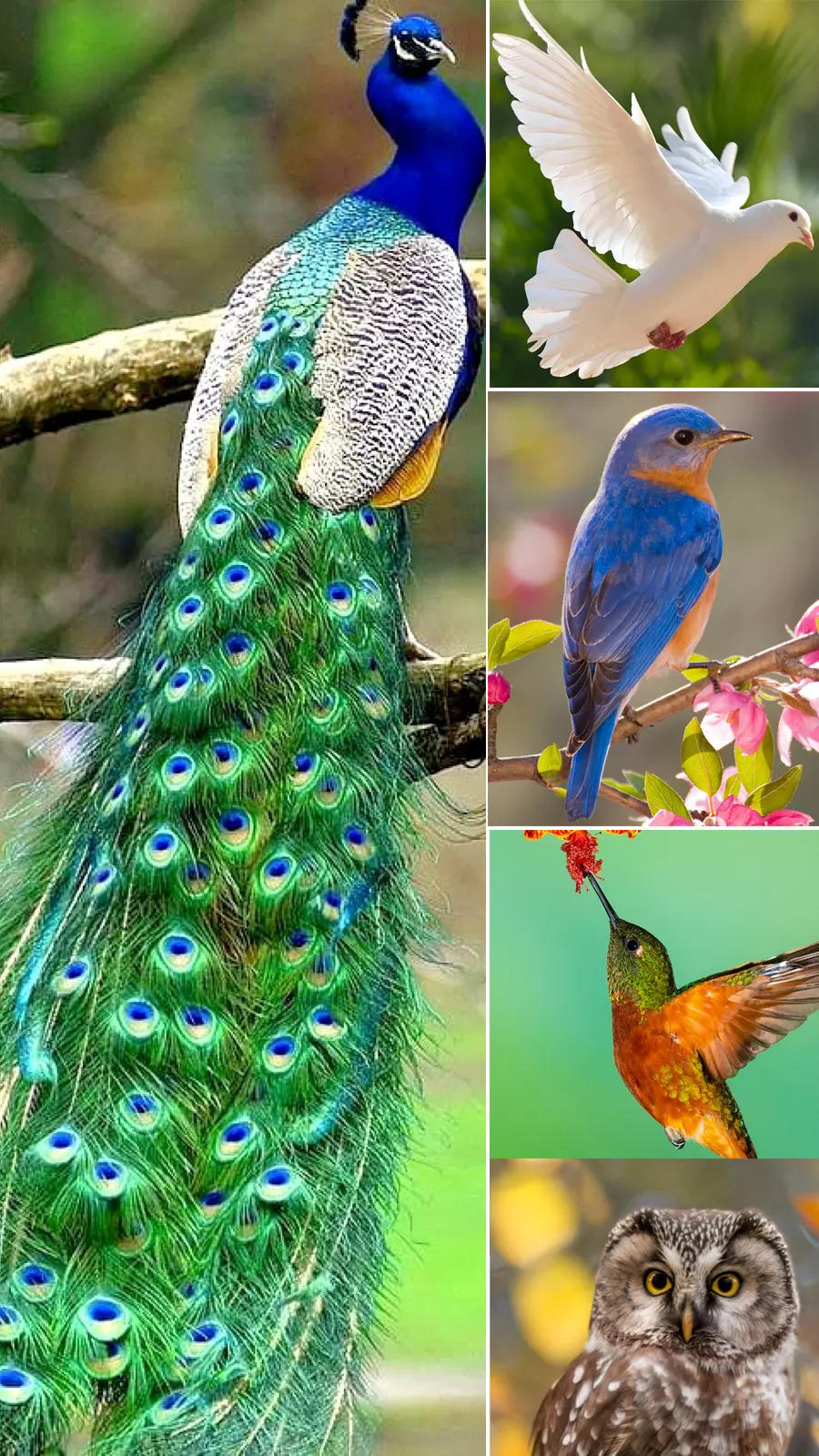 animal bird symbolism