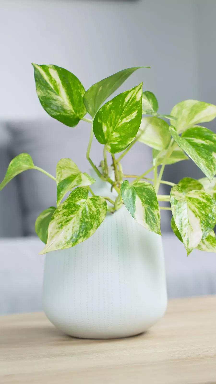 Best indoor plants recommended by deals nasa