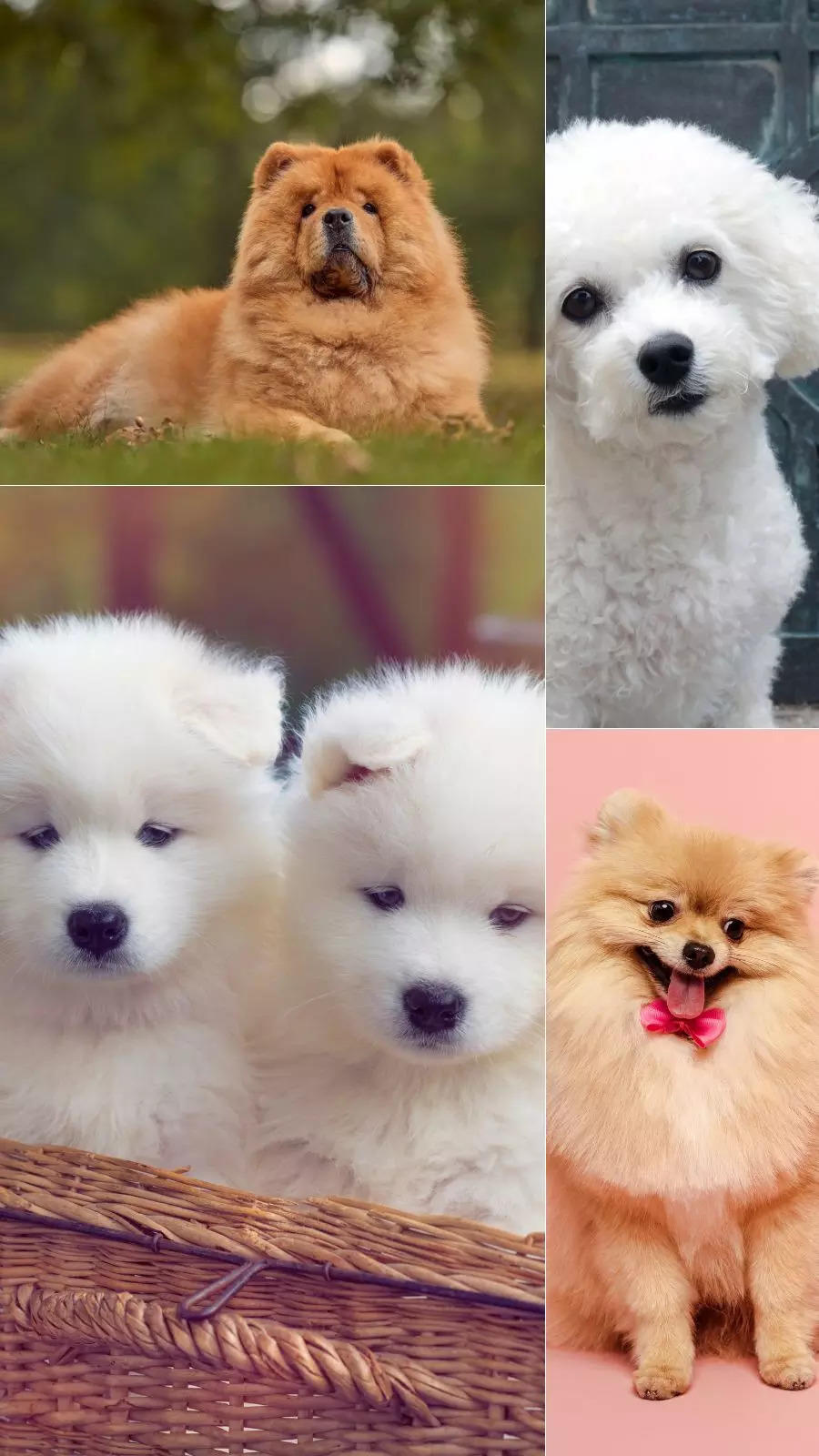 8 cute dogs that look like a fluffy teddy bear