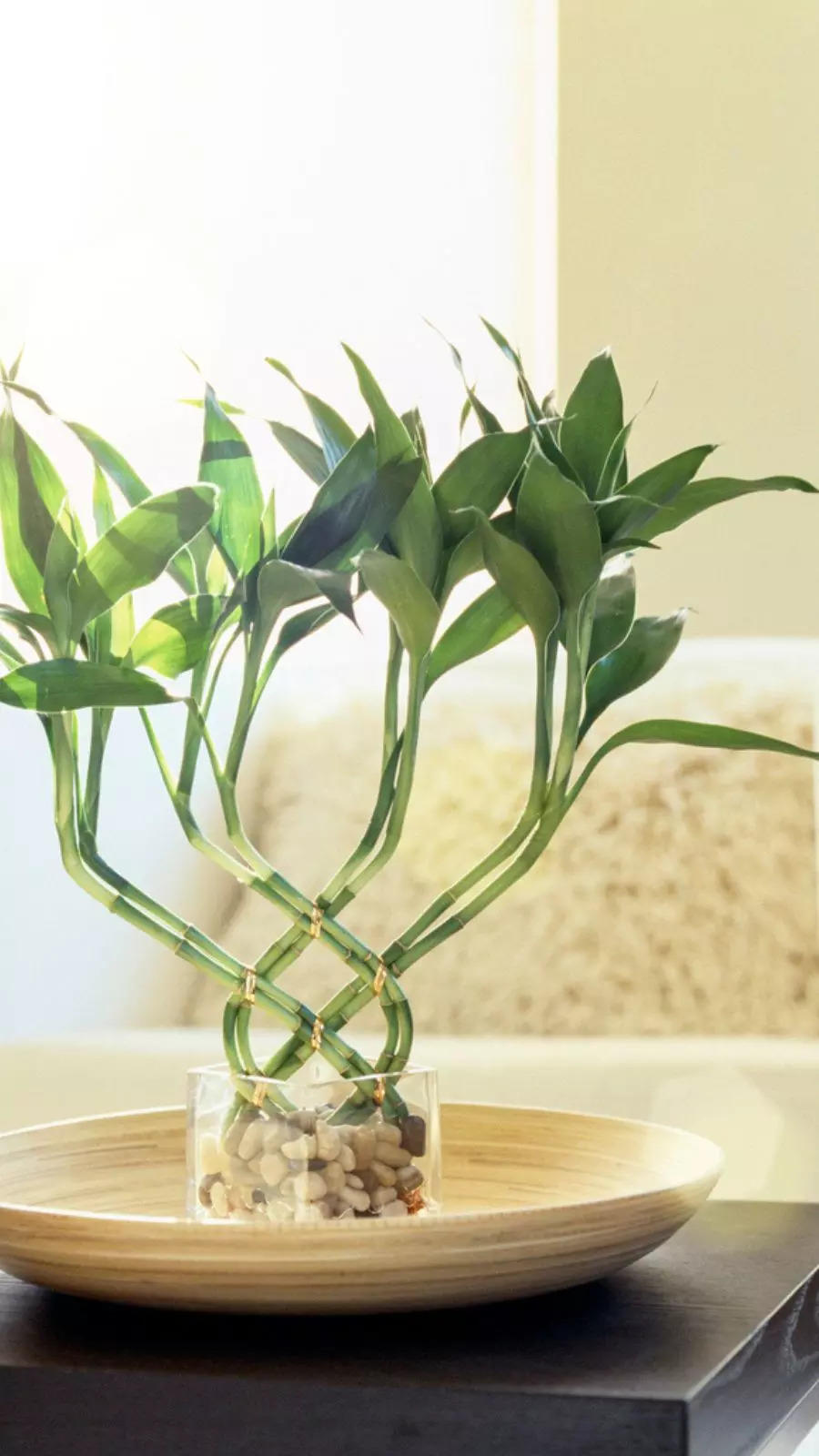 Houseplants that will bring you more money in 2024 EconomicTimes