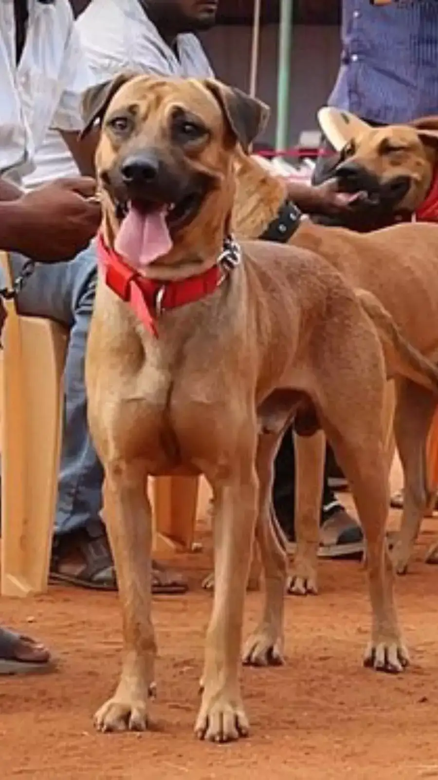 Top best indian breed dogs New Arrivals Black Friday