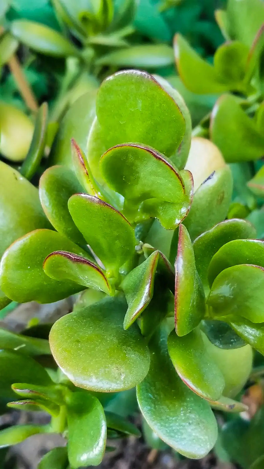buy philodendron xanadu sydney Philodendron Xanadu Houseplant for Sale main image 0