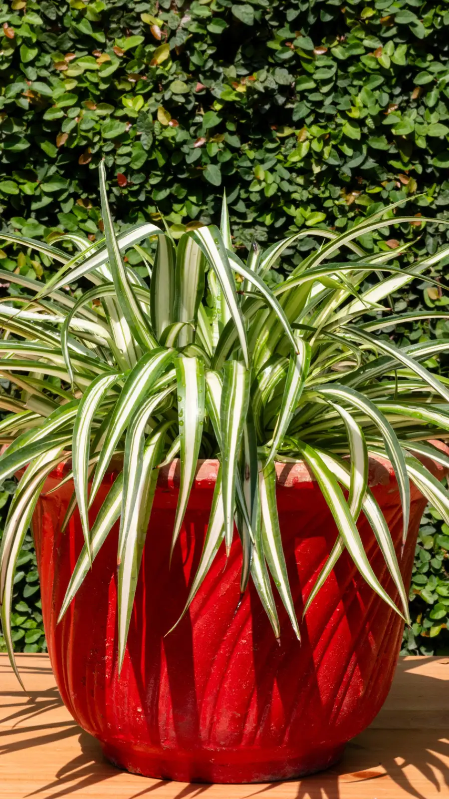 8 benefits of keeping a spider plant in your bedroom | EconomicTimes