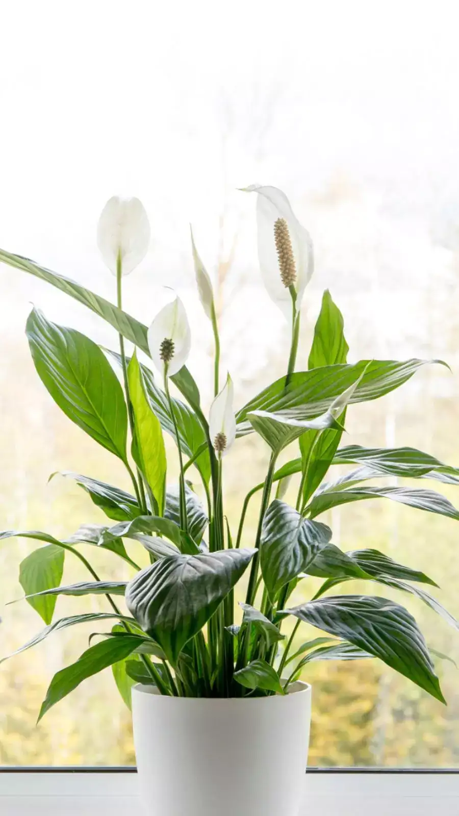 8 surprising benefits of a peace lily in your bedroom | EconomicTimes