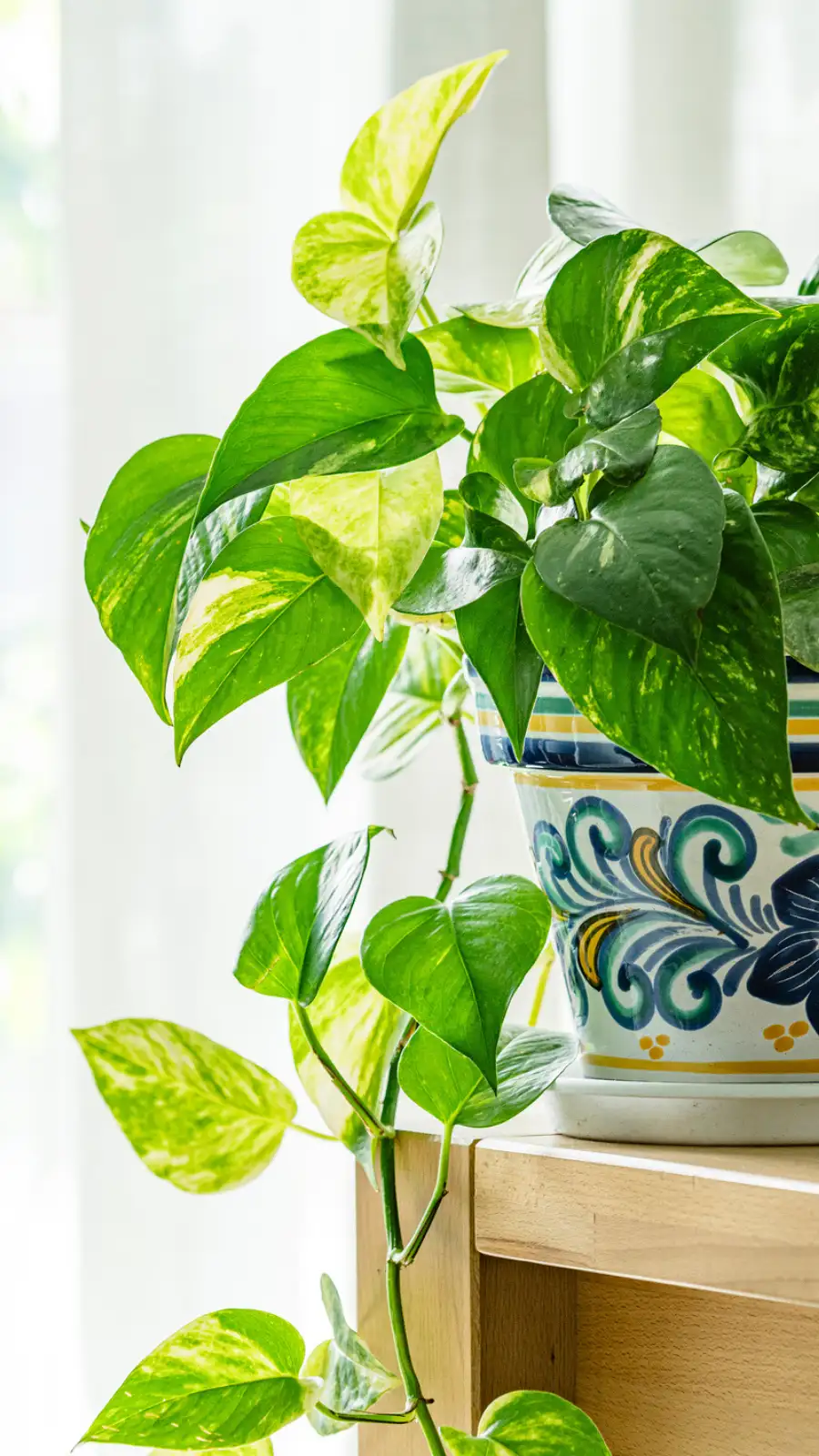monstera big Monstera deliciosa XXL | Order online