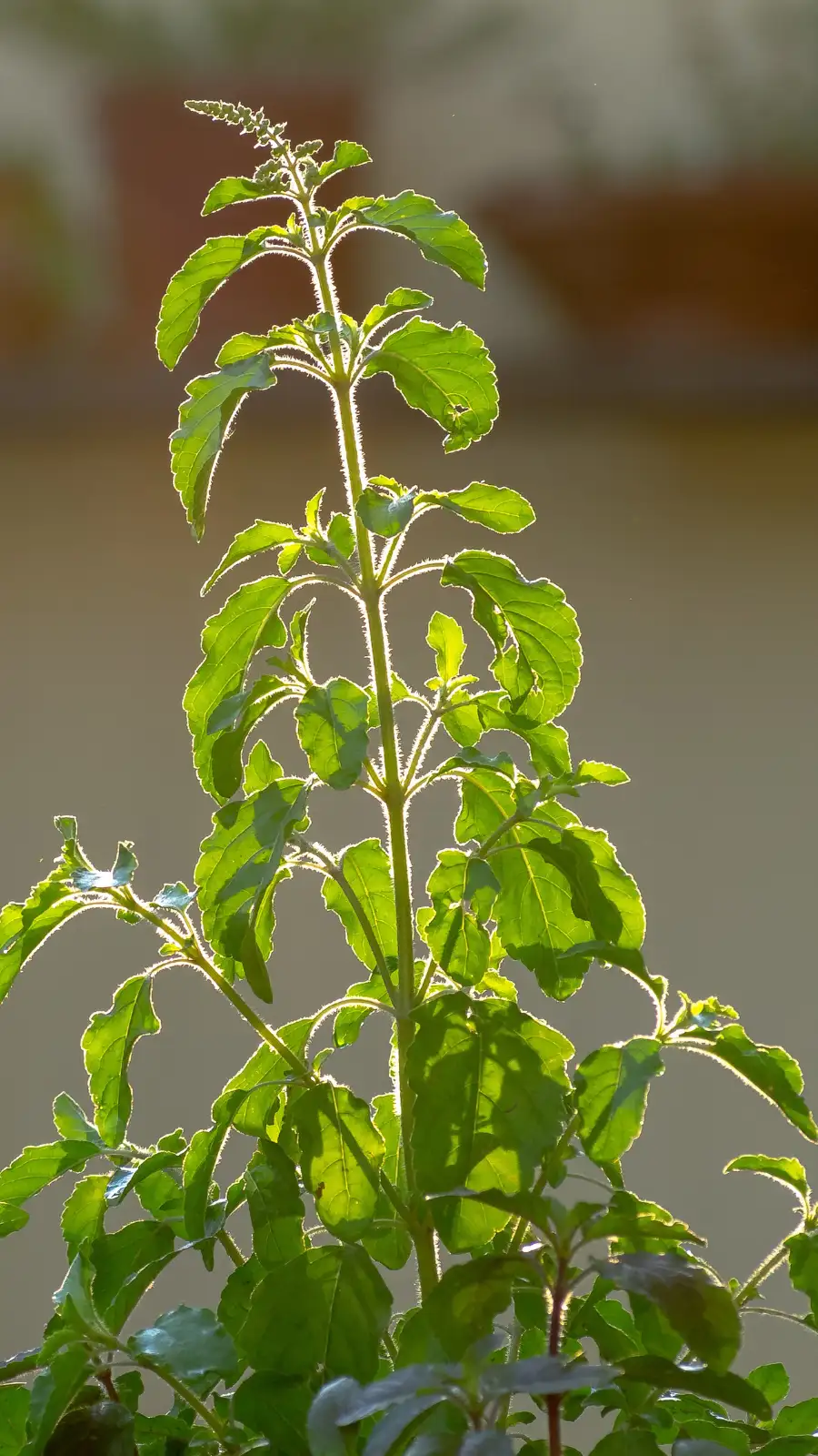 9 powerful benefits of keeping a Tulsi plant at home | EconomicTimes