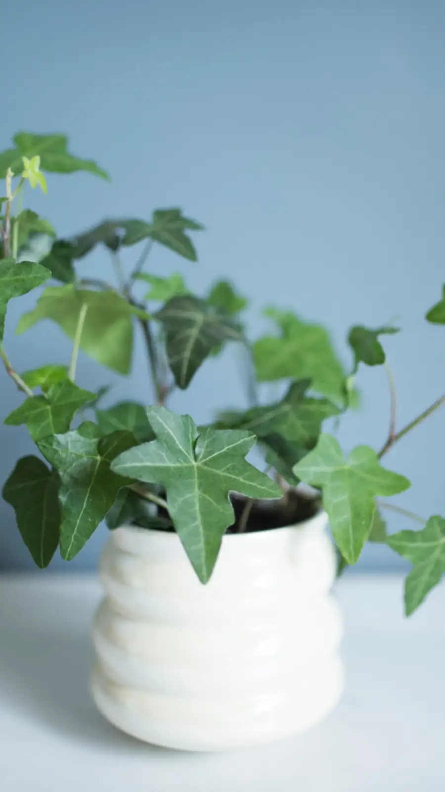 8 benefits of having english ivy in your bedroom | EconomicTimes