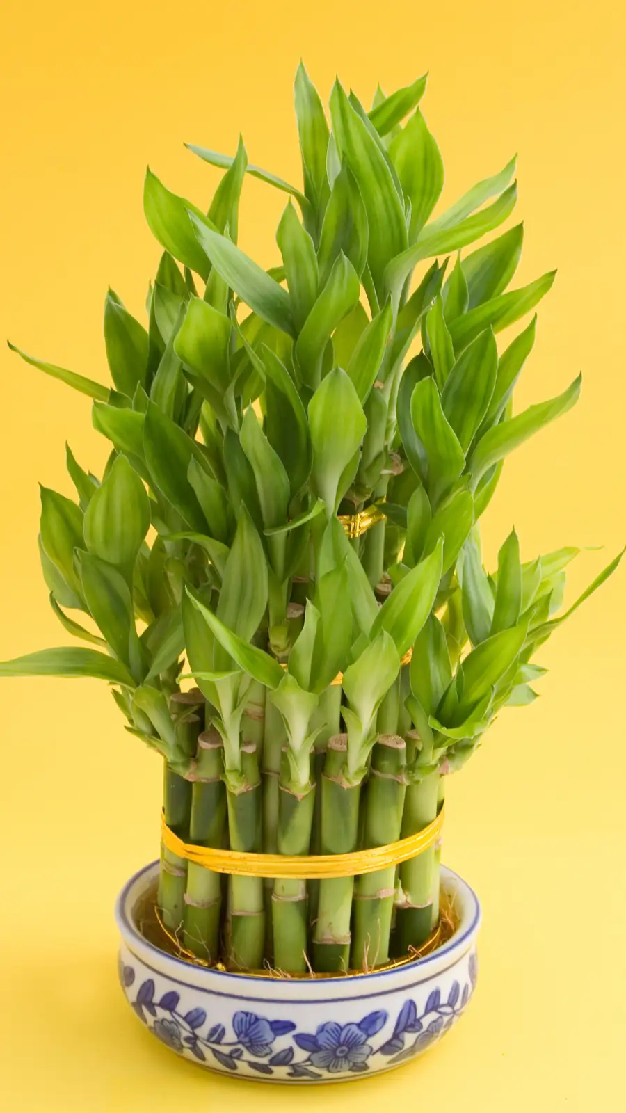 8 benefits of lucky bamboo in your bedroom | EconomicTimes