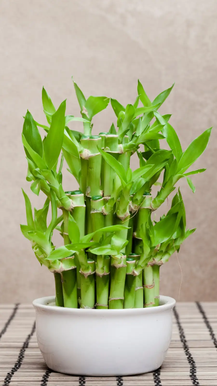  bamboo plant for home 
