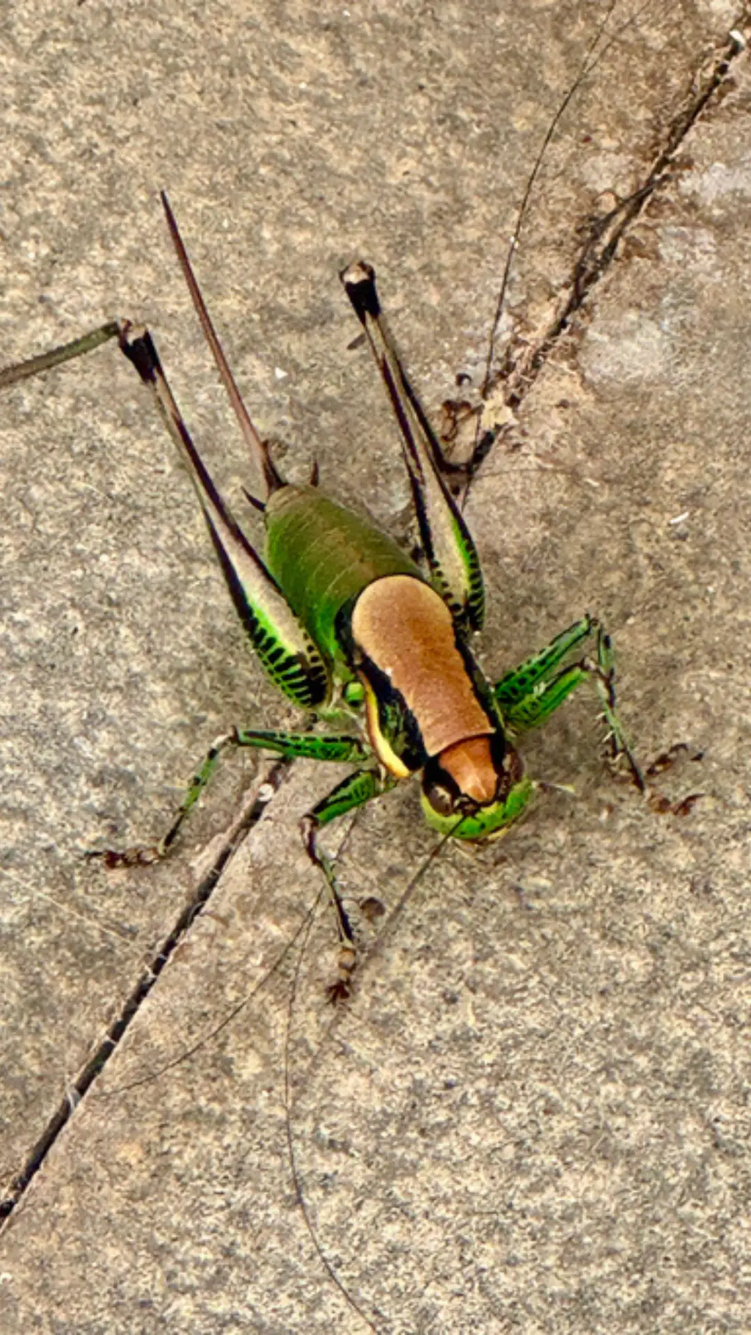 Rust Insect India Beautiful Insects In India