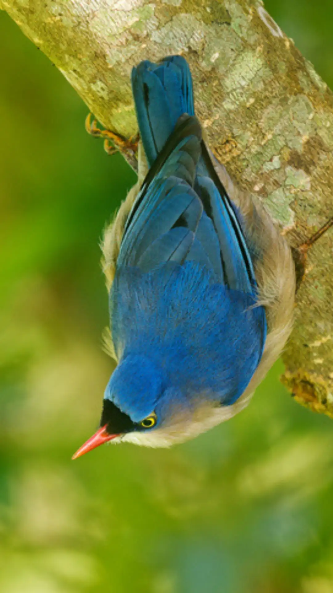 Top 12 color-changing birds in Asia | EconomicTimes