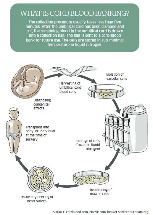Cord Blood Banking Cost >> How A Mumbai Couple Changed The Rules Of Stem Cell Banking Cord Blood Banking Cost >> How A Mumbai Couple Changed The Rules Of Stem Cell Banking