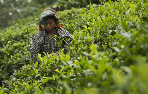 India to curb tea exports to Pak
