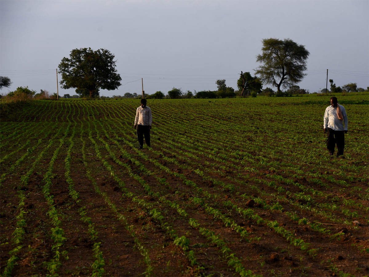 Economic of agriculture