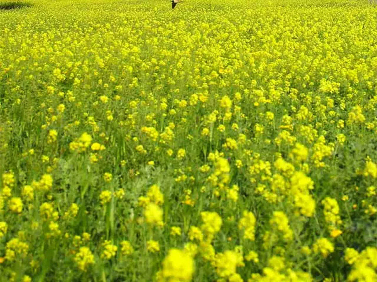 Those cropping. Горчица Полевая на полях рапса. Технические растения соя горчица. Mustard pkts.