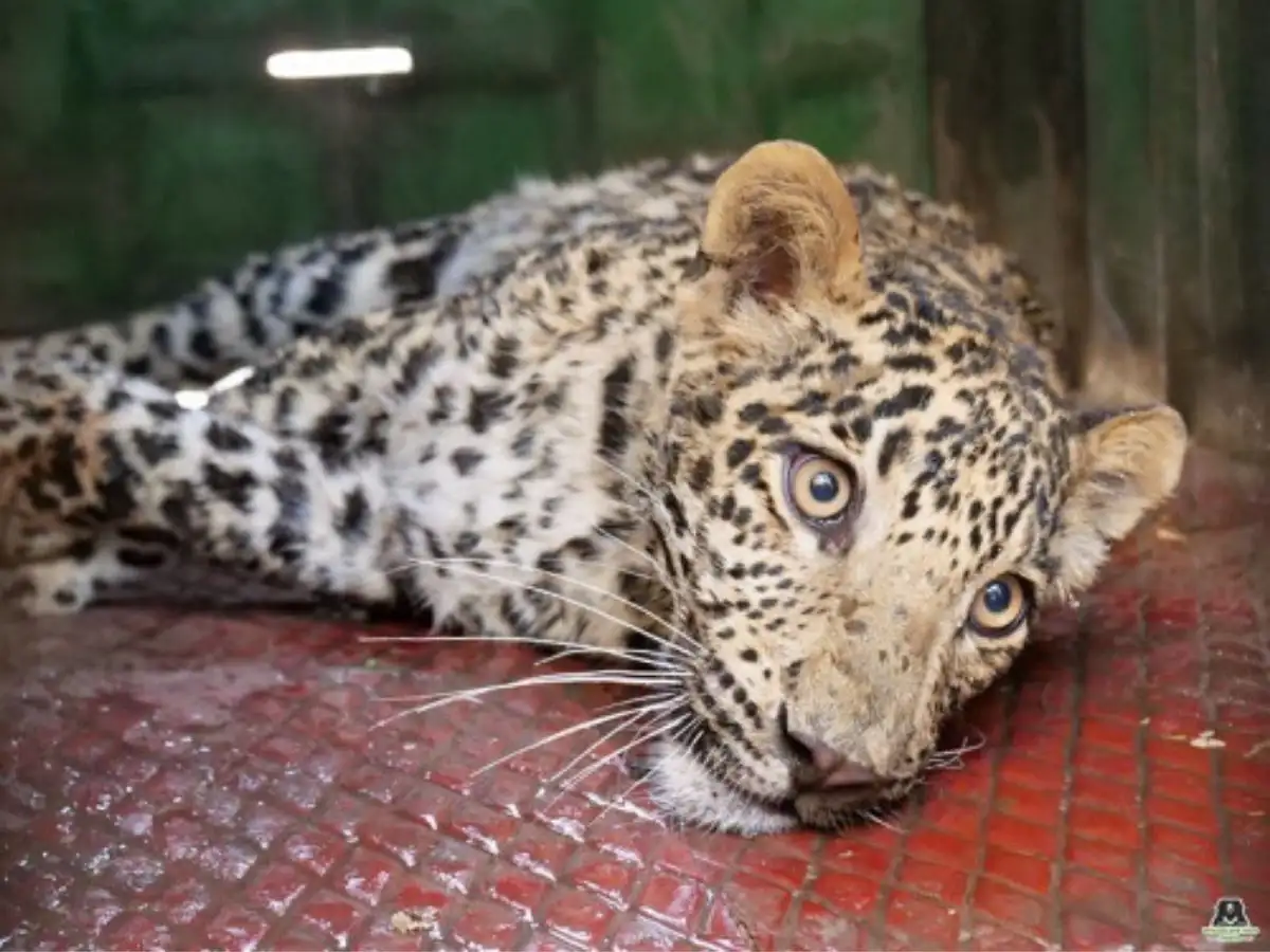 Scientists find 75-90 decline Leopard